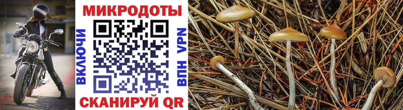 Псилоцибиновые грибы мухоморы KRAKEN онион мориарти наркотические препараты как найти закладки Касимов